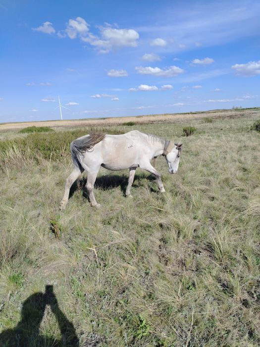 Ту бйе сатылады или обмен