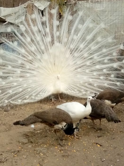 Ouă păuni de vânzare