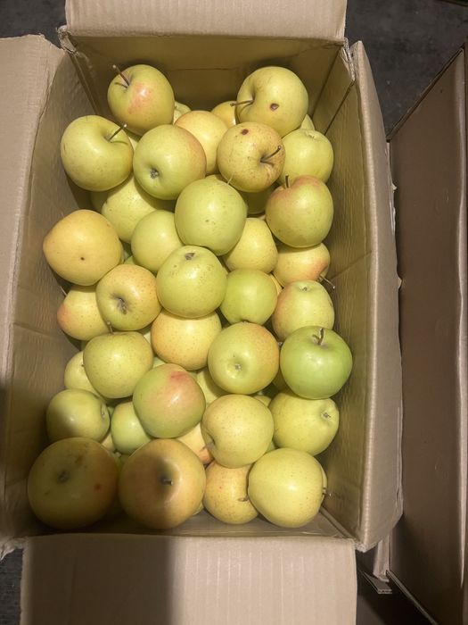 Продам местные яблоки!