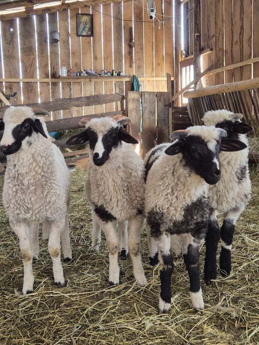 Vând miei pentru tăiat și ținut