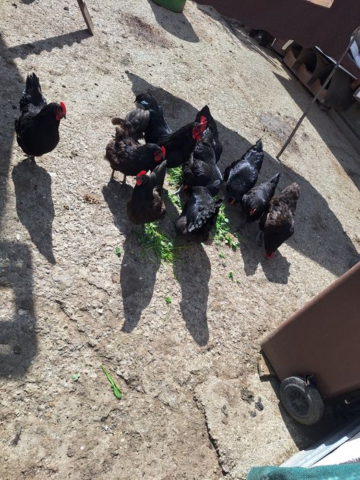 Oua pentru incubat Australop Negru
