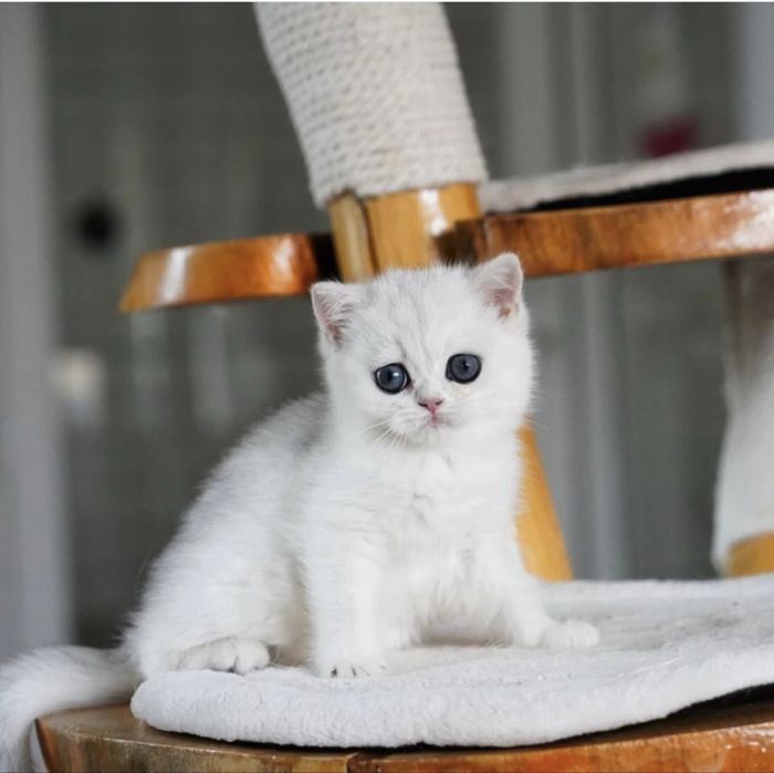 Продам чистокровного британского котенка шиншилла