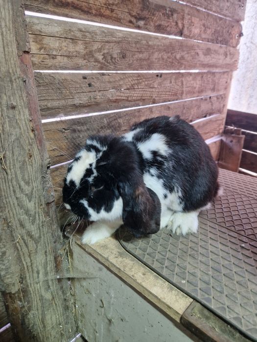 3 femele berbec german