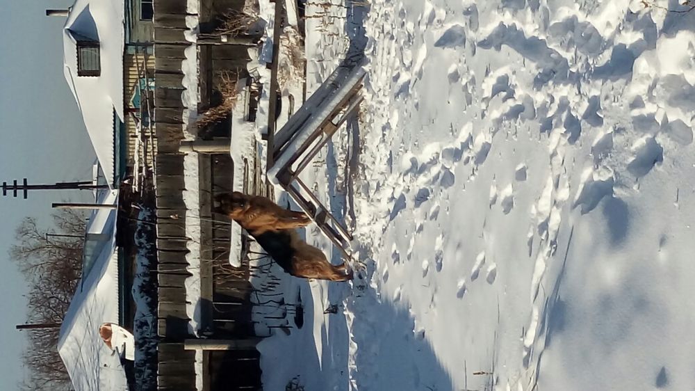 Вязка. Немец хороших кровей.