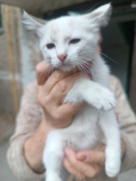 отдам котят даром в хорошие руки