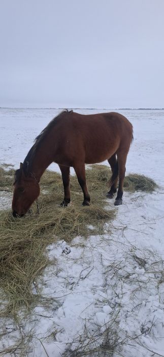 Продам жеребца 2.5 года 650000