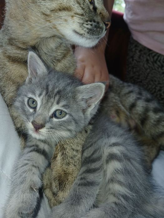 Отдам котят в добрые