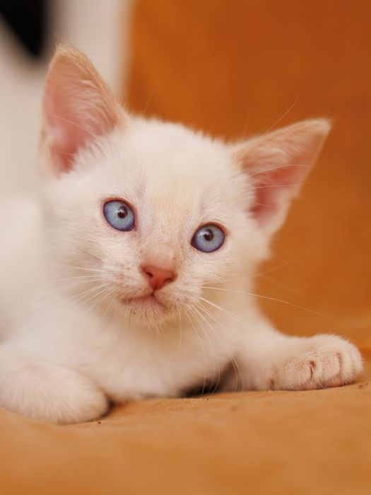 Чаузи котята серебристого окраса