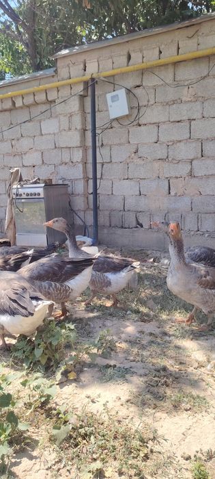 Гусь гигант продам багасы