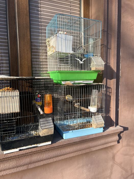 Амадинларни хар хили