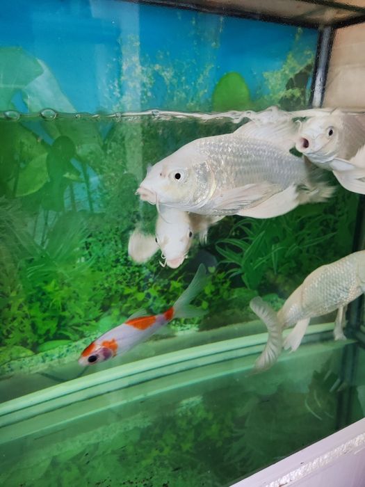 Продаю Кои Платина