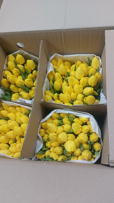 Тюльпаны розница 690 тенге
