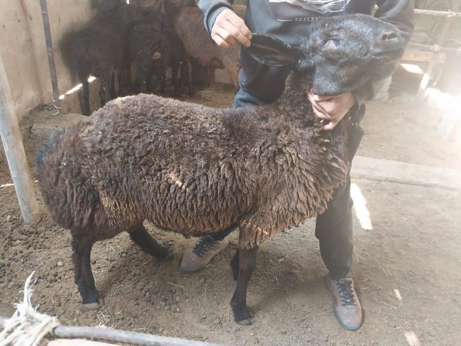 Гиссар қошқар сатылады.