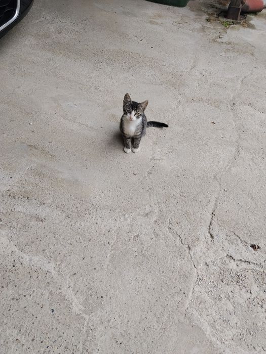 Donez pui de pisica