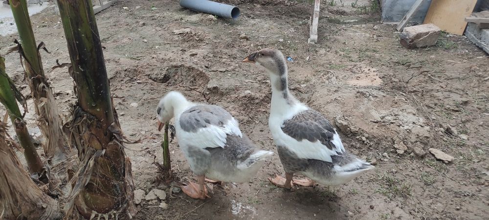 2 ёки 3 ойлик гоз оганимда 1 ойли гоз диганиди эгаси 1.5 бокдим