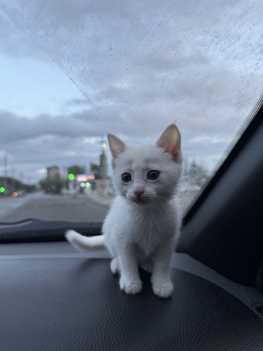 Zotdor mushuk sotiladi