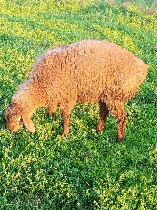 Барашек кучкар арашан