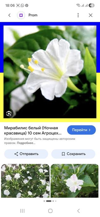Мирабилис Ночная красавица Рассада