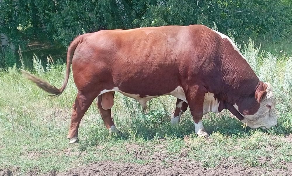 Продам быка на племя