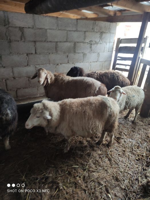 Бараны котные и не котные