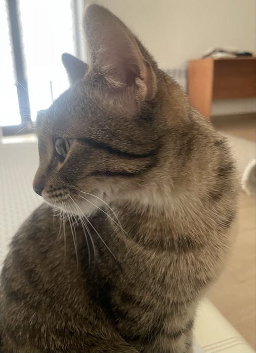 Срочно отдам котенка в добрые руки