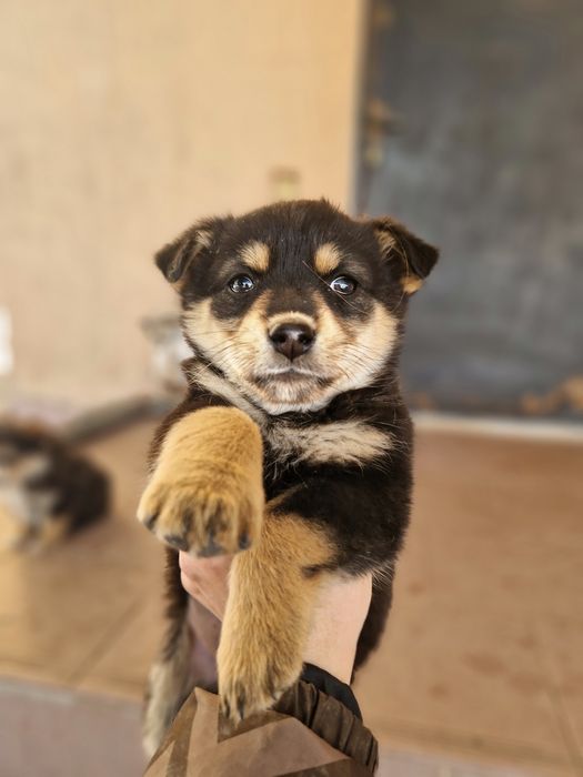 Щенки, бесплатно