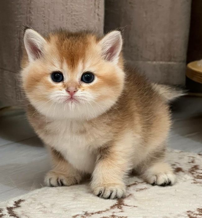 Девочка британка чистокровная золотая шиншилла