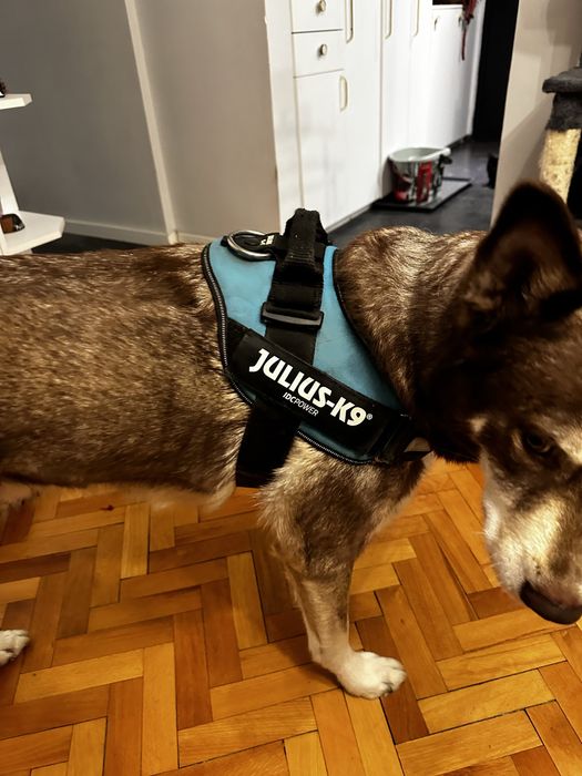 Ham pentru caini K9 XL