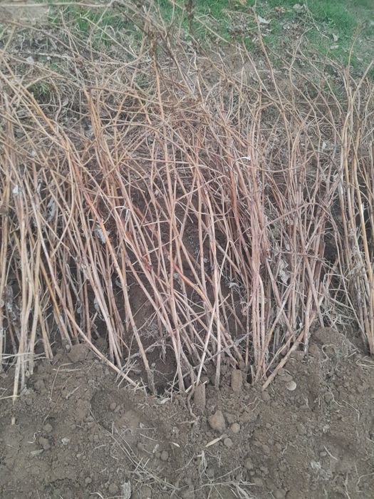 Malina ko'chat sotiladi ishonarli yaxshi ko'chat