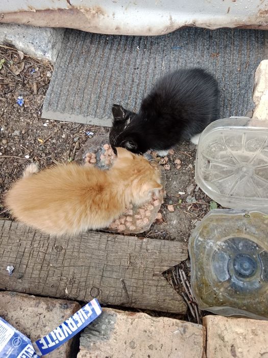Котята бездомные