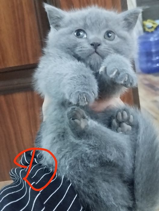 Продаются котята от правильной вязки