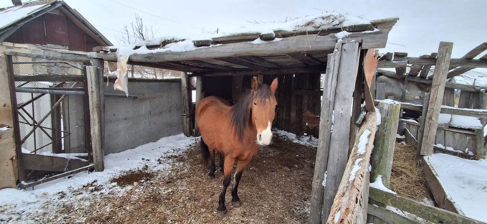 Лошадь с откорма