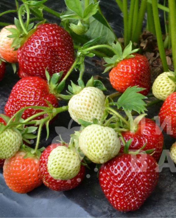 Клубника рассада