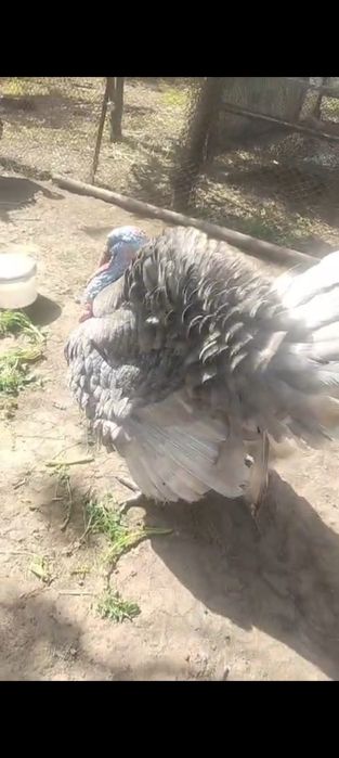 Хорошии тауык куры