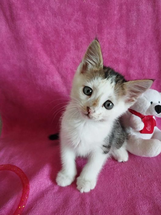 Котик 2 мес мальчик