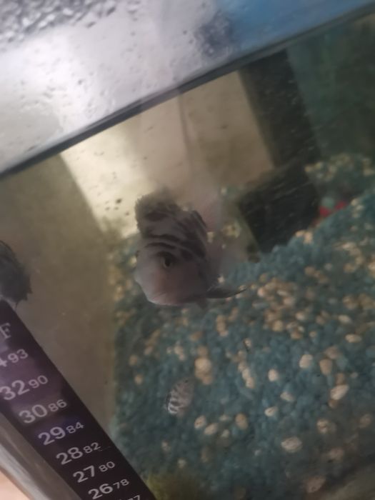 Рыбки отдам бесплатно