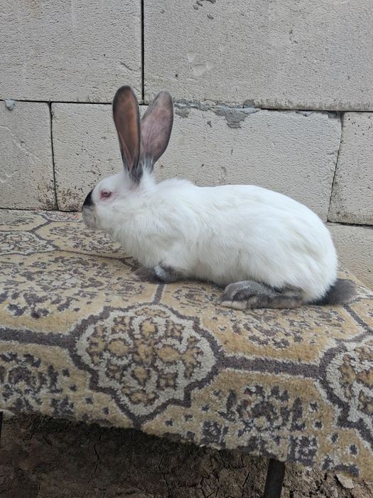 Vand iepuri  urias de Transilvania