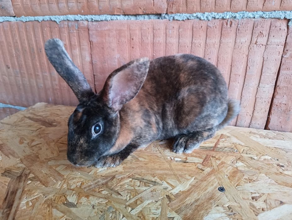 Iepure Rex femelă