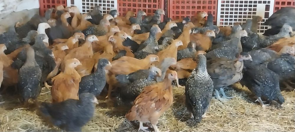 Pui rosii si porumbaci