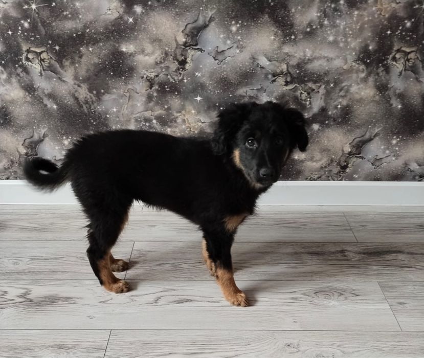 Щенок в добрые руки