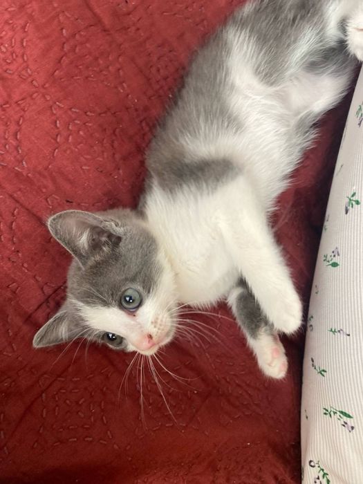 Котенек отдам беслатно