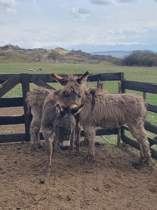 Vând 3 magari masculi