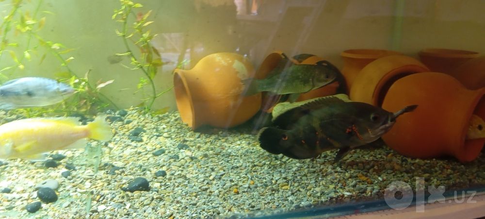 Akvarium baliqlari bilan