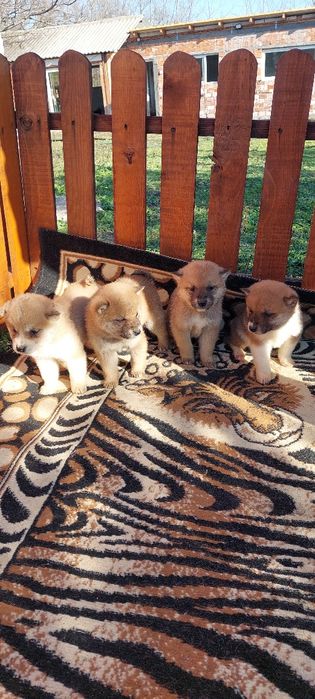 Шиба Ину Shiba inu