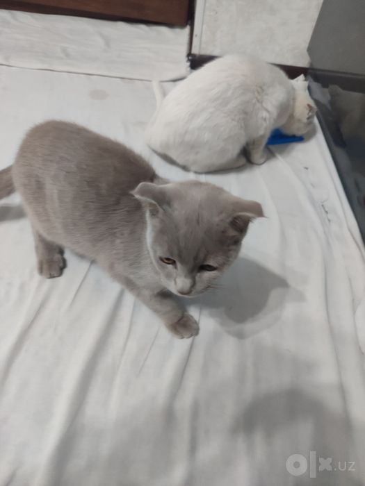 Kulrang Scottish Fold mushukcha sotiladi