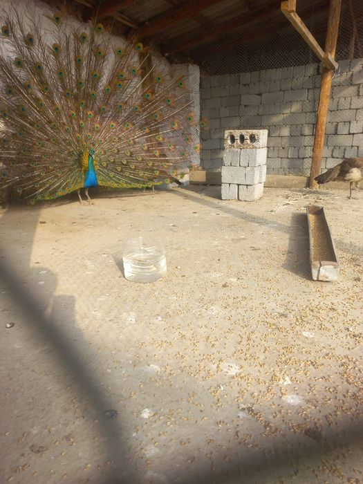 Павлины взрослые