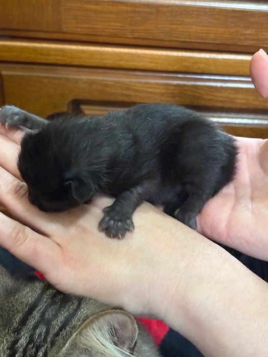 Pui siberiana 550 lei