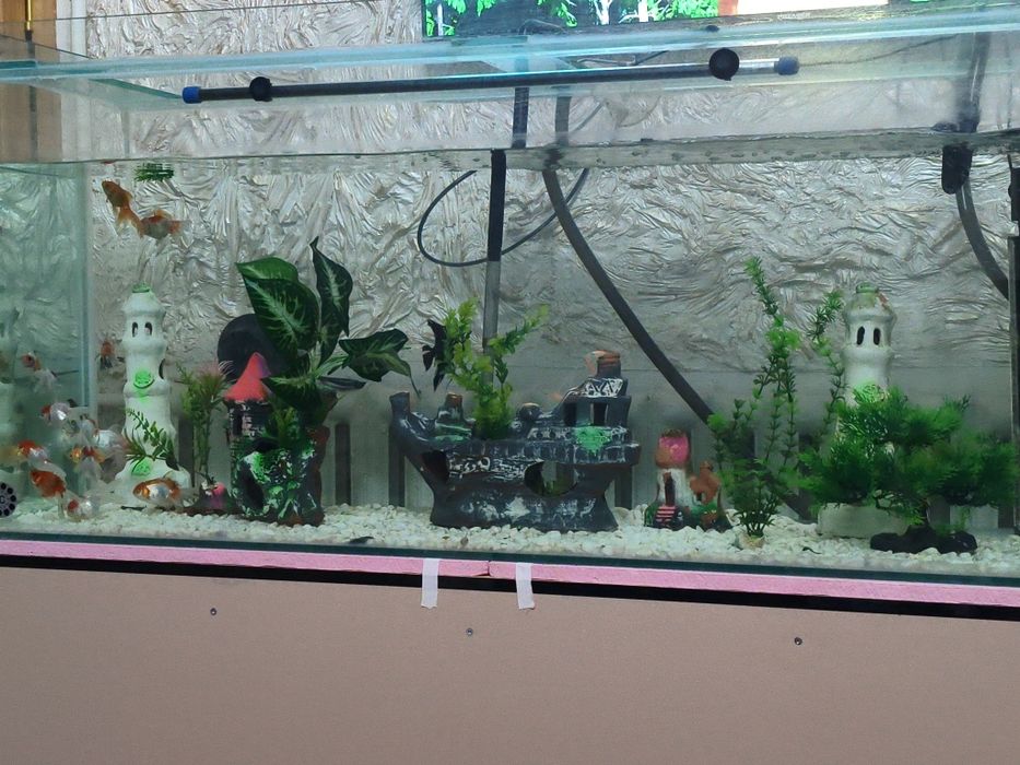 Аквариум баликлари билан
