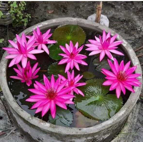 Лотосы, водяные цветы.