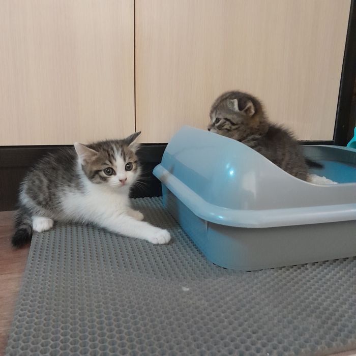 Котята шотланки мальчики